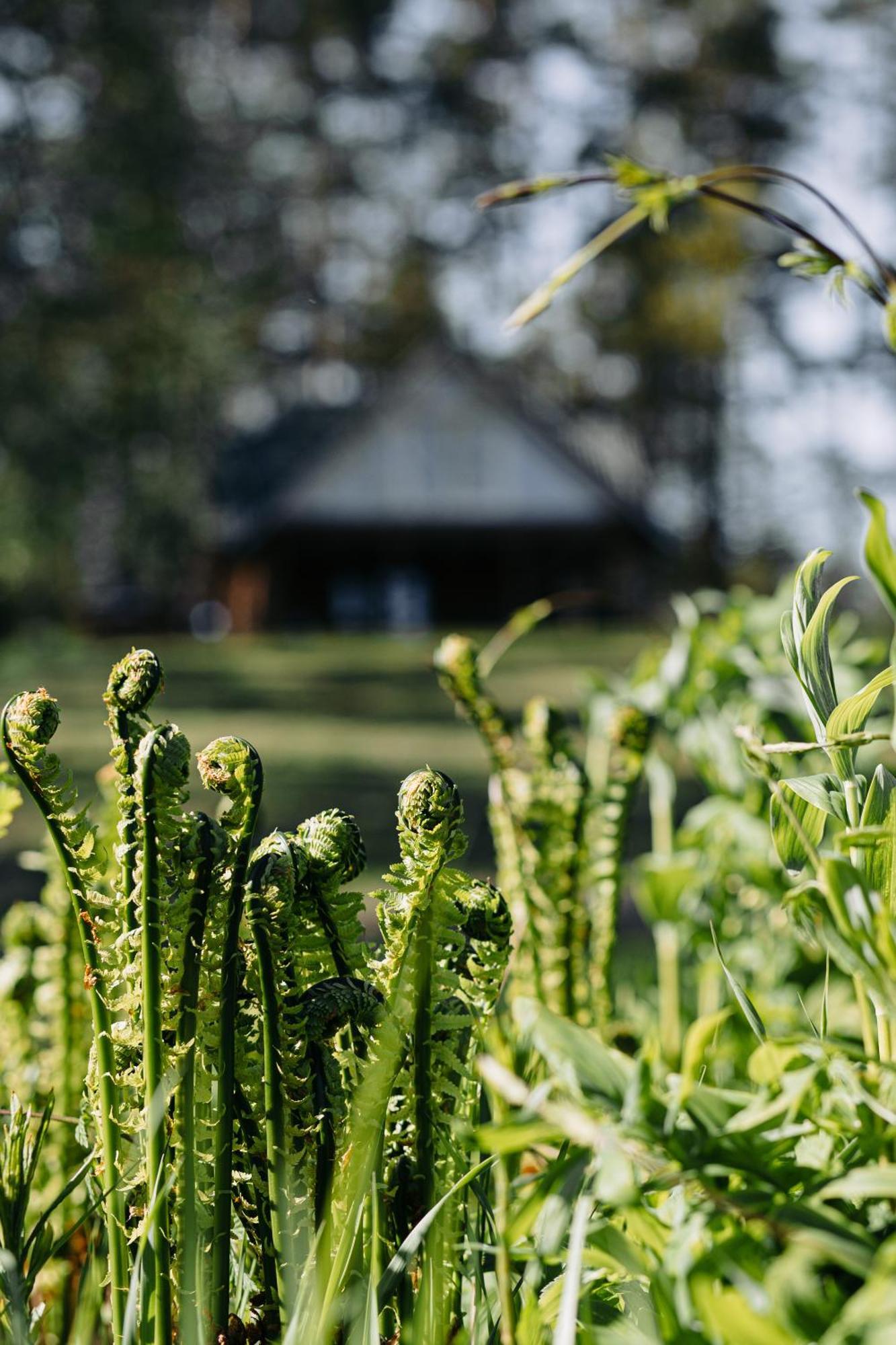 "Gaujmale" Sauna House In Nature Laukbeitini المظهر الخارجي الصورة